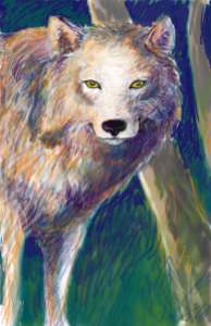 wolf digital image painting