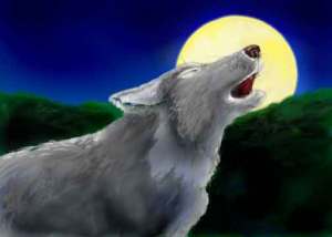 Wolf howling at the moon digital image