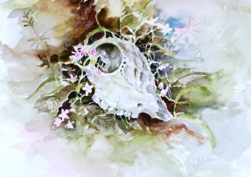 Sheep's skull with Spring Beauty flowers
